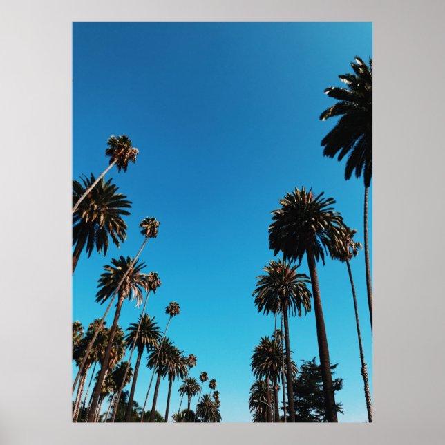 Worm's eye view of trees poster (Front)