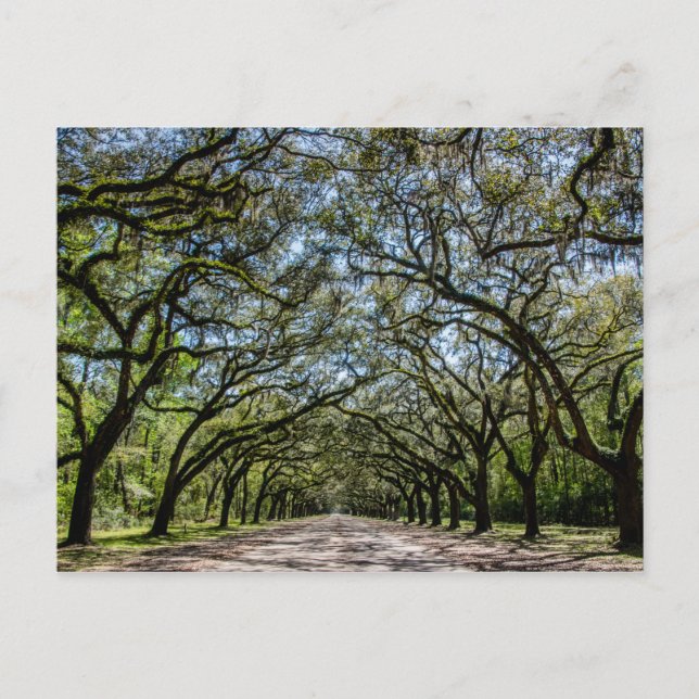 Wormsloe Historic Site, Savannah Georgia Postcard (Front)