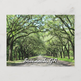 Wormsloe Plantation Savannah Postcard