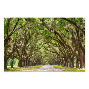 Wormslow Plantation, Savannah, GA Photo Print