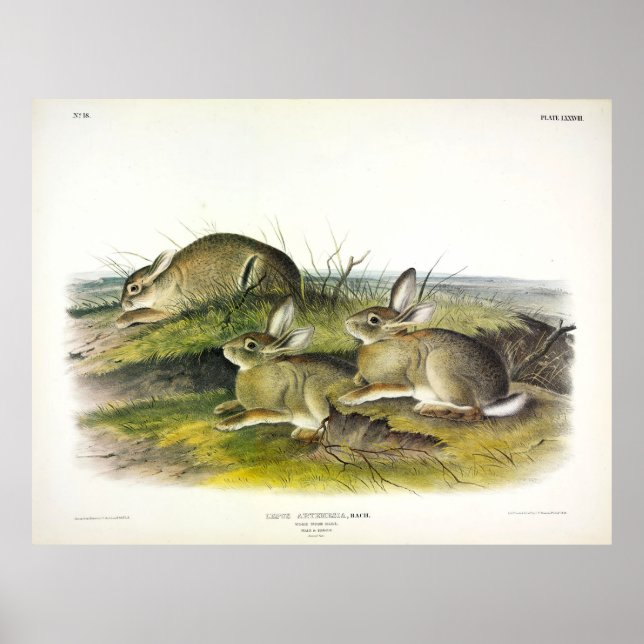 Wormwood Hare (Lepus Artemesia) by Audubon Poster (Front)