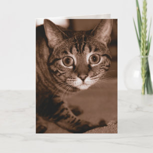 Worried Cat Card