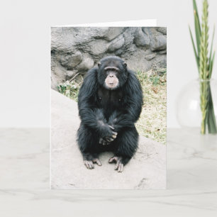 worried chimp 787900-R1-13Azz Card