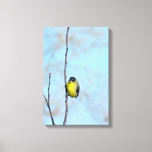 Wrapped Canvas - Angry Finch (Front)
