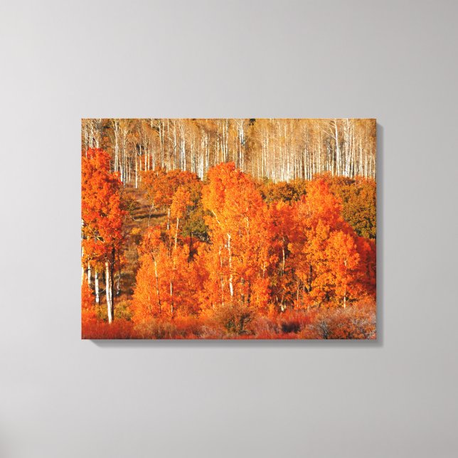 Wrapped Canvas Fine Art Orange Aspen Autumn Fall (Front)