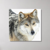 Wrapped Canvas/Wolf