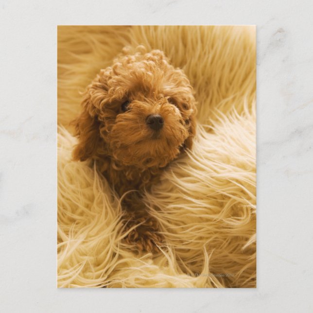 Wrapped up Poodle Postcard (Front)