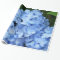 Wrapping Paper - Blue Hydrangea