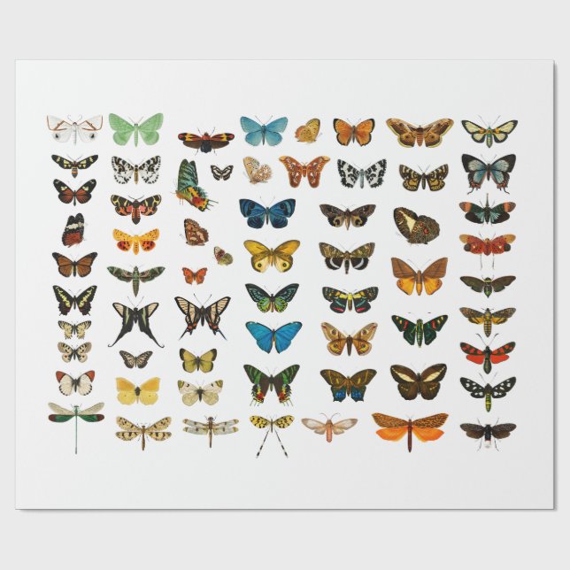 WRAPPING PAPER : VINTAGE BUTTERFLY CHART (Flat)