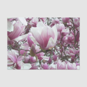 Wrapping Tissue - Saucer Magnolia Tissue Paper
