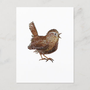 Wren Bird (Troglodytes Troglodytes) Postcard