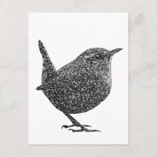Wren (Black and White) Postcard