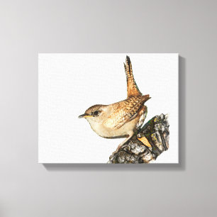 Wren Canvas Print