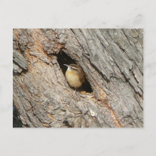 Wren Postcard. Postcard