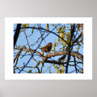 Wren poster