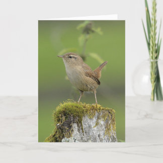 Wren Scotland Card
