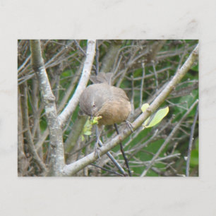 Wrentit postcard