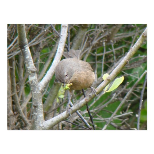 Wrentit postcard
