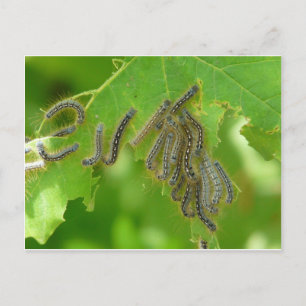 wriggling caterpillars postcard