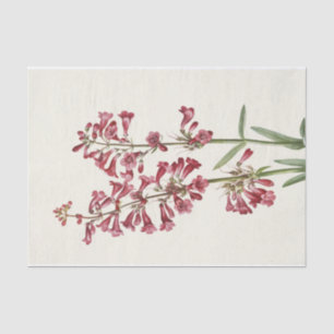 Wright Pentstemon by Mary Vaux Walcott Tissue Paper