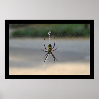 Writing Spider (Argiope Aurantia) Poster