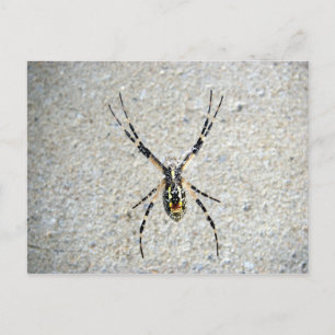 Writing Spider Postcard