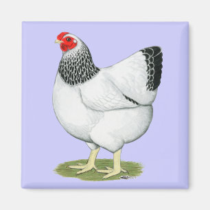 Wyandotte:  Columbian Hen Magnet