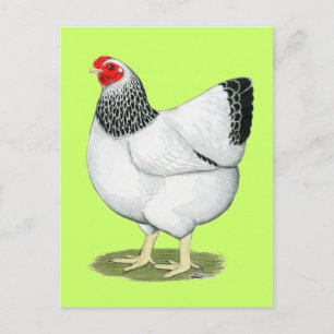 Wyandotte:  Columbian Hen Postcard