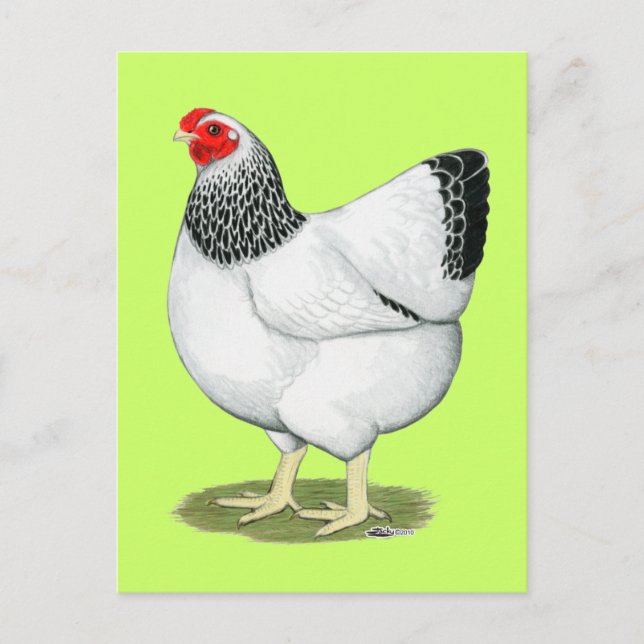 Wyandotte:  Columbian Hen Postcard (Front)