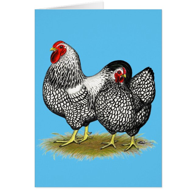 Wyandotte : Paire d'argent (Devant)