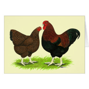 Wyandotte : paire de perdrix