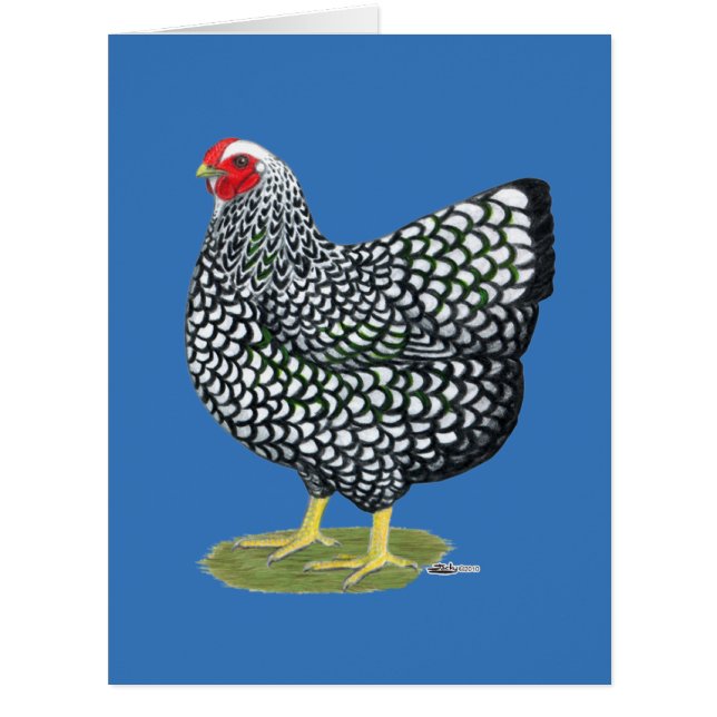 Wyandotte:  Silver-laced Hen (Front)