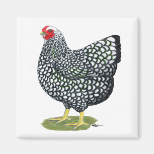 Wyandotte:  Silver-laced Hen Magnet