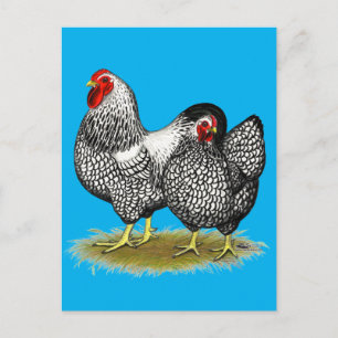 Wyandotte:  Silver Pair Postcard