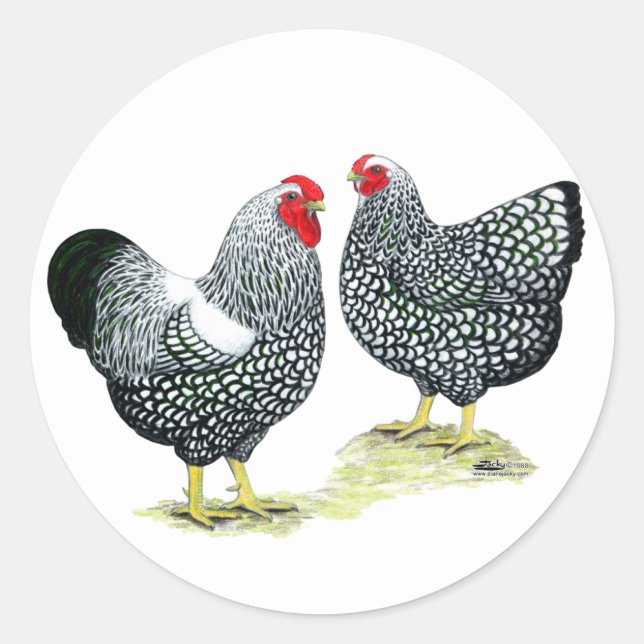 Wyandottes Silver-laced Pair Classic Round Sticker (Front)