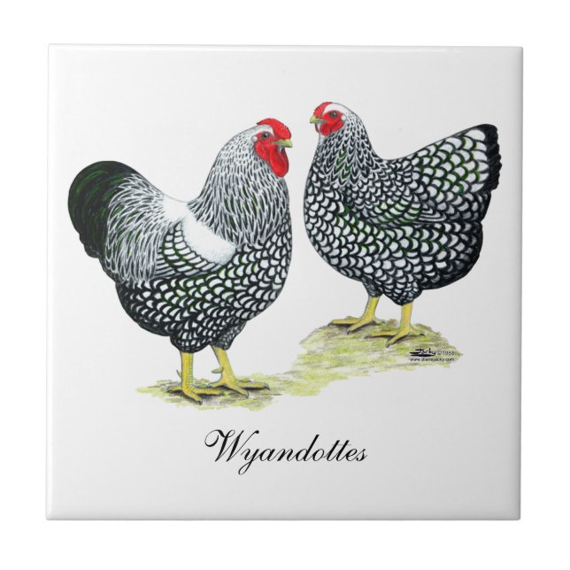 Wyandottes Silver-laced Pair Tile (Front)