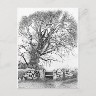 Wych Elm. Carte postale d'origine