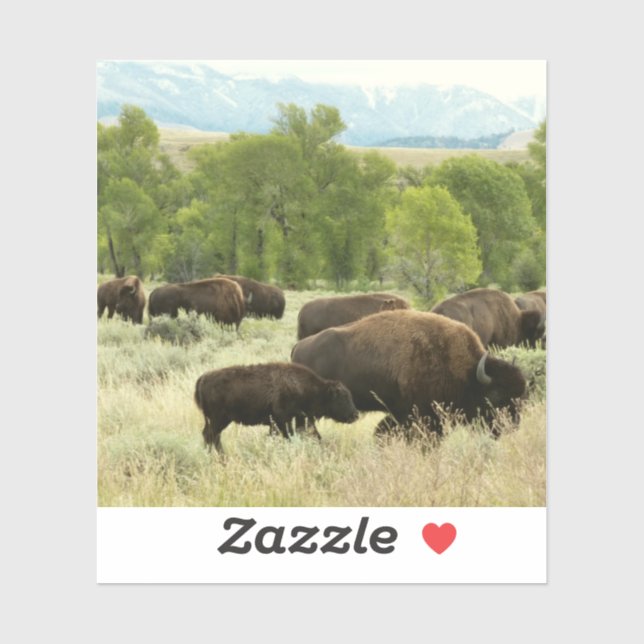 Wyoming Bison Nature Animal Photography (Sheet)