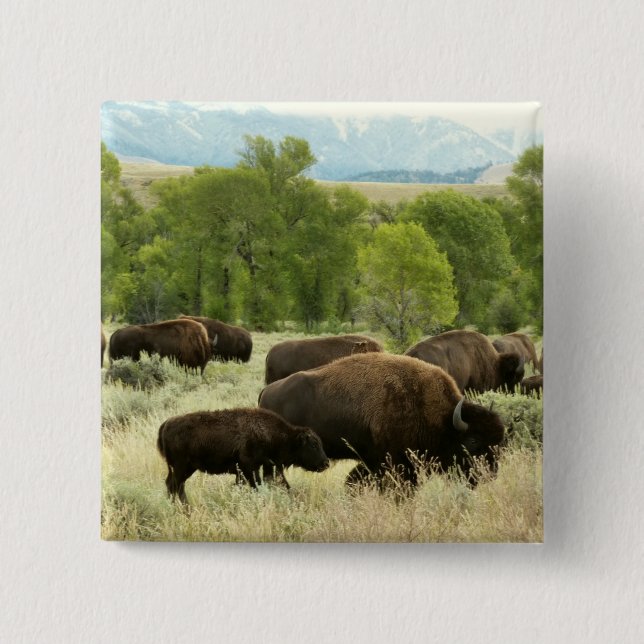 Wyoming Bison Nature Animal Photography 2 Inch Square Button (Front)