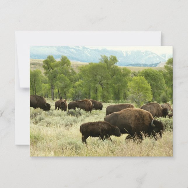 Wyoming Bison Nature Animal Photography Card (Front)