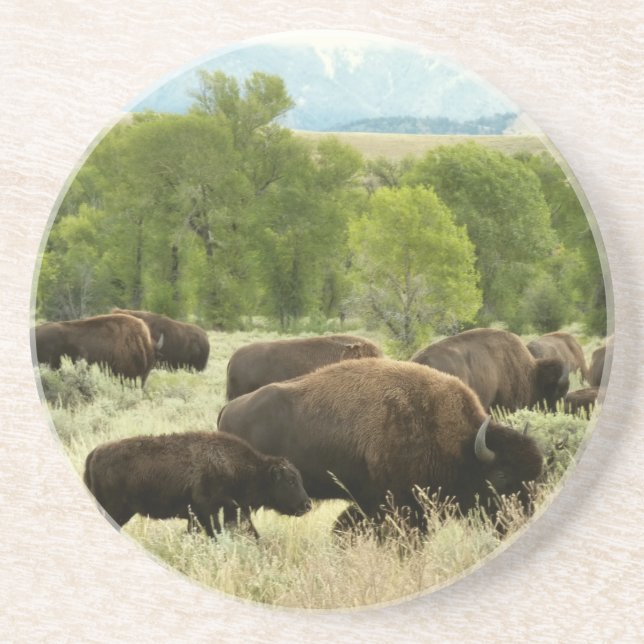 Wyoming Bison Nature Animal Photography Coaster (Front)