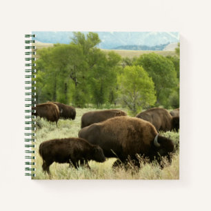 Wyoming Bison Nature Animal Photography Notebook