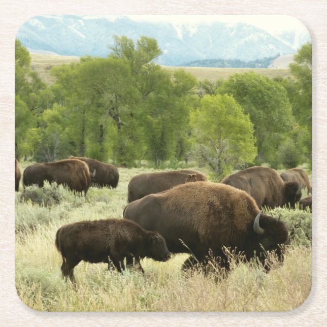 Wyoming Bison Nature Animal Photography Square Paper Coaster (Front)