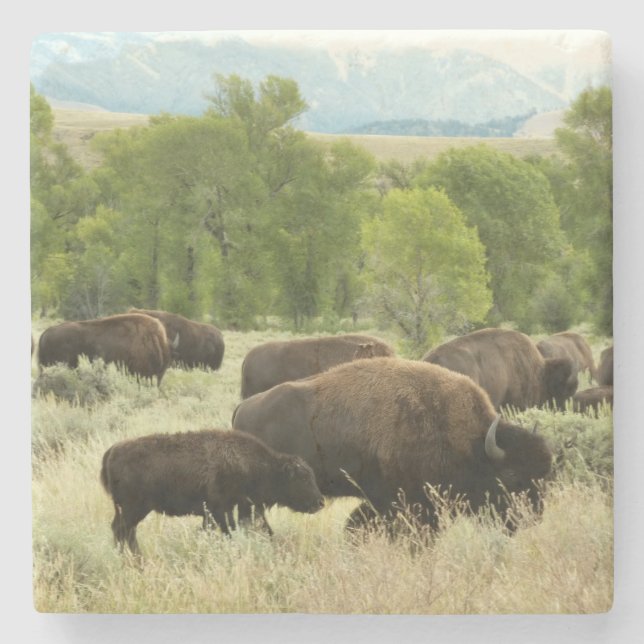 Wyoming Bison Nature Animal Photography Stone Coaster (Front)