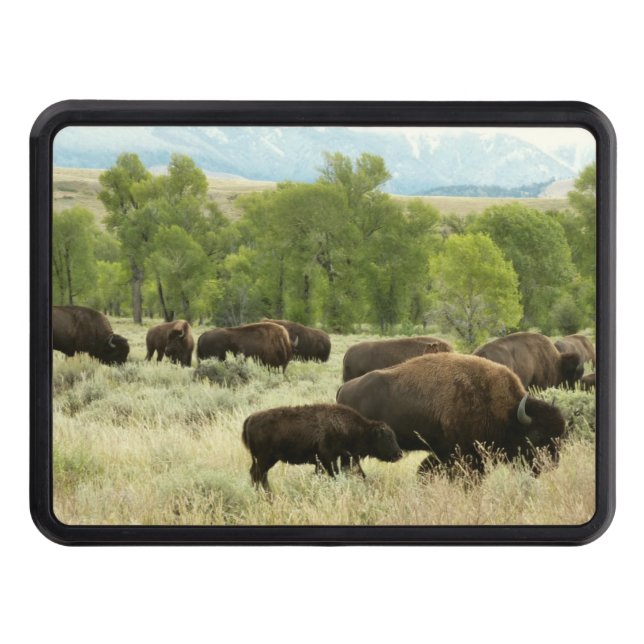 Wyoming Bison Nature Animal Photography Trailer Hitch Cover (Front)