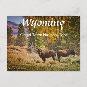 Wyoming Buffalo Postcard