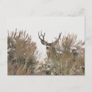 Wyoming Deer Postcard