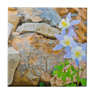 Wyoming, Grand Teton National Park 1 Tile