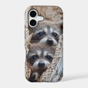 Wyoming, Lincoln County, Raccoon