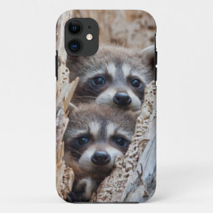 Wyoming, Lincoln County, Raccoon iPhone 11 Case